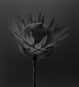 Dark Protea